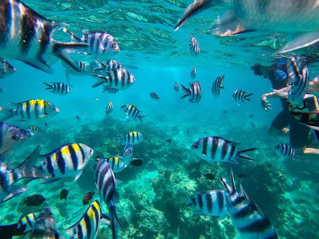 Mnemba Island Main